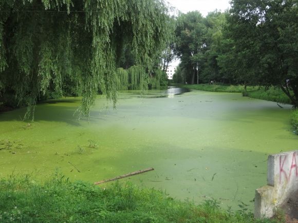 У Хмельницькому "зацвів" Південний Буг. Що кажуть в Дежекоінспекції на сайті vsim.ua У Хмельницькому "зацвів" Південний Буг. Що кажуть в Дежекоінспекції, фото №4 на сайті vsim.ua