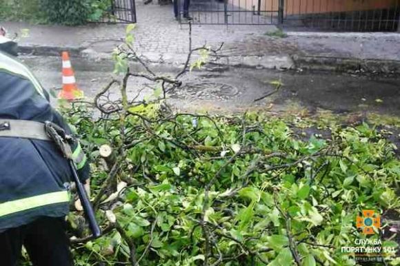 У Тернополі негода наробила біди: дерева попадали на автомобілі, фото №2 на сайті 20minut.ua