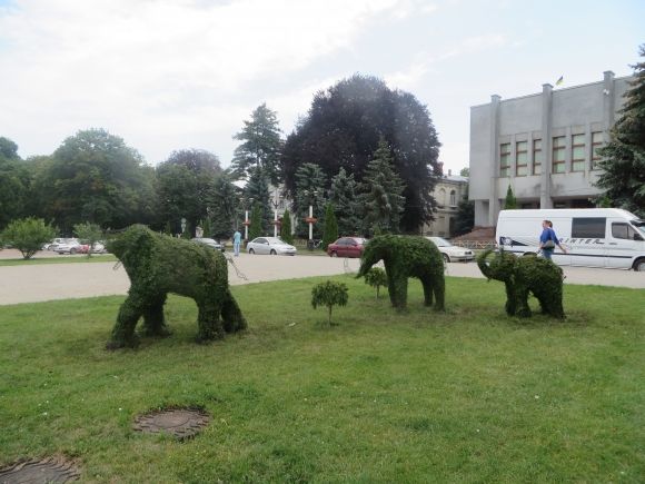 Слони та дельфіни: у Хмельницькому з’явилися зелені фігури за 150 тисяч на сайті vsim.ua Слони та дельфіни: у Хмельницькому з’явилися зелені фігури за 150 тисяч, фото №4 на сайті vsim.ua