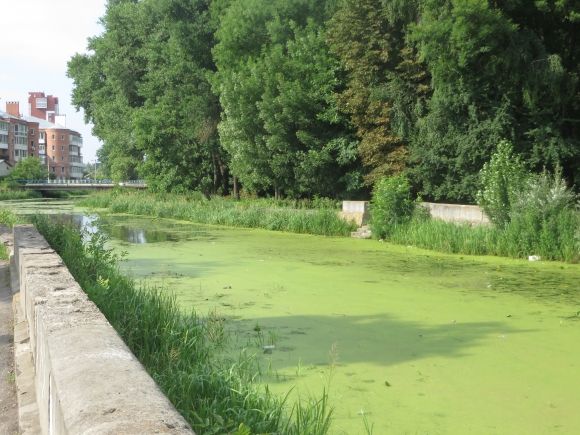 У Хмельницькому "зацвів" Південний Буг. Що кажуть в Дежекоінспекції на сайті vsim.ua У Хмельницькому "зацвів" Південний Буг. Що кажуть в Дежекоінспекції, фото №3 на сайті vsim.ua