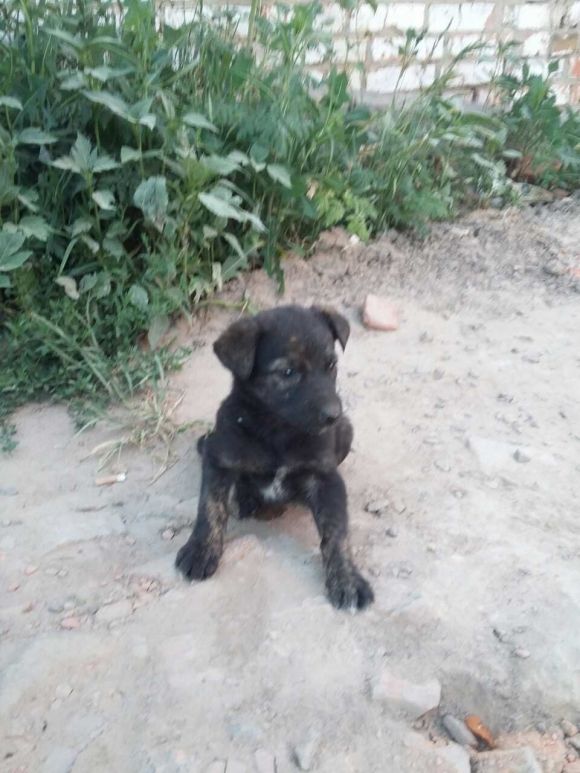 В Агрономічному з вигрібної ями рятувальники дістали двох цуценят, фото №1 на сайті 20minut.ua