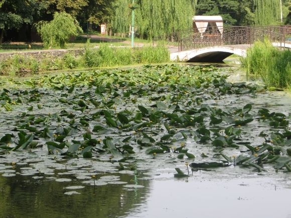 У Хмельницькому "зацвів" Південний Буг. Що кажуть в Дежекоінспекції на сайті vsim.ua У Хмельницькому "зацвів" Південний Буг. Що кажуть в Дежекоінспекції, фото №2 на сайті vsim.ua