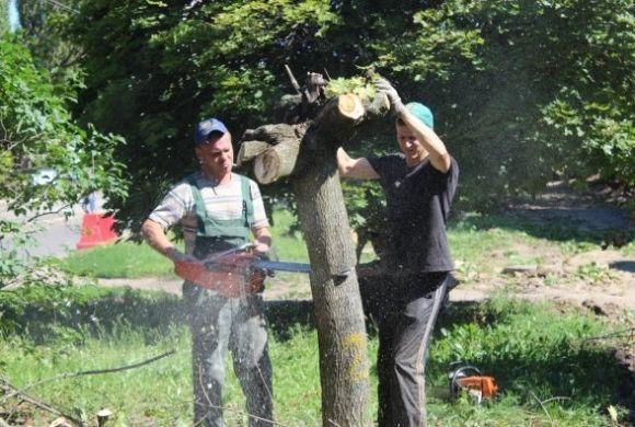 Алея «кленових пеньків». Скільки дерев залишилося на Космонавтів-3? (ФОТО), фото №1 на сайті 20minut.ua