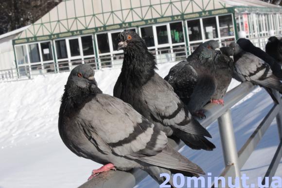 Чого не можна класти у годівничку для птахів? Поради орнітолога, фото №1 на сайті 20minut.ua