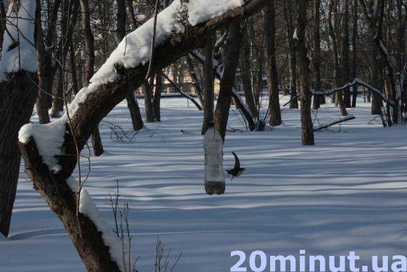 Чого не можна класти у годівничку для птахів? Поради орнітолога, фото №4 на сайті 20minut.ua