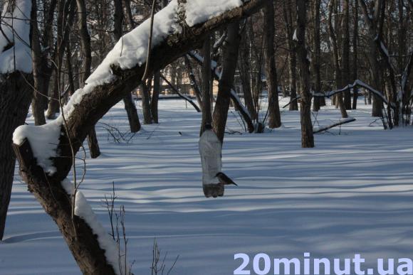 Чого не можна класти у годівничку для птахів? Поради орнітолога, фото №3 на сайті 20minut.ua