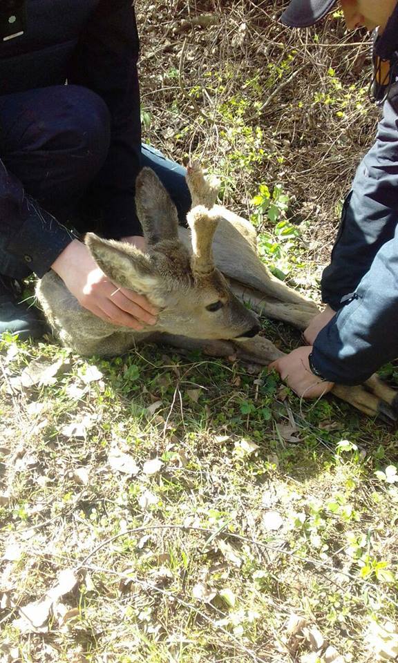 Фото дня: Копи в парку рятували косулю, фото №2 на сайті 20minut.ua
