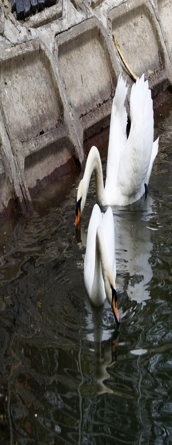 Лебеді «прилетіли»: Руслан і Людмила знов повернулись на паркове озеро, фото №1 на сайті 20minut.ua