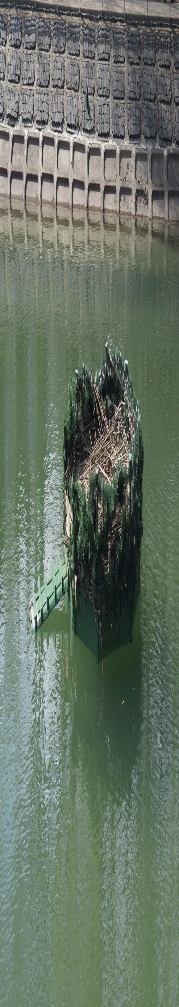 Руслану підрізали крила. Як готували лебедів, щоб випустити в паркове озеро на сайті 20minut.ua Руслану підрізали крила. Як готували лебедів, щоб випустити в паркове озеро, фото №2 на сайті 20minut.ua