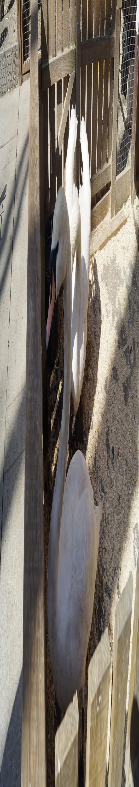 Руслану підрізали крила. Як готували лебедів, щоб випустити в паркове озеро на сайті 20minut.ua Руслану підрізали крила. Як готували лебедів, щоб випустити в паркове озеро, фото №5 на сайті 20minut.ua