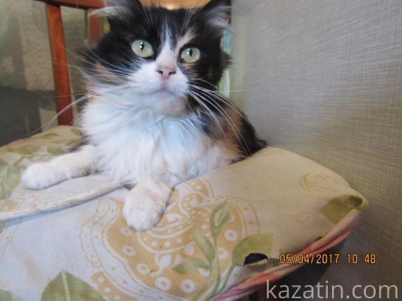 Старожили через “RIA-К” звертаються до посадовців на сайті 20minut.ua Старожили через “RIA-К” звертаються до посадовців, фото №7 на сайті 20minut.ua