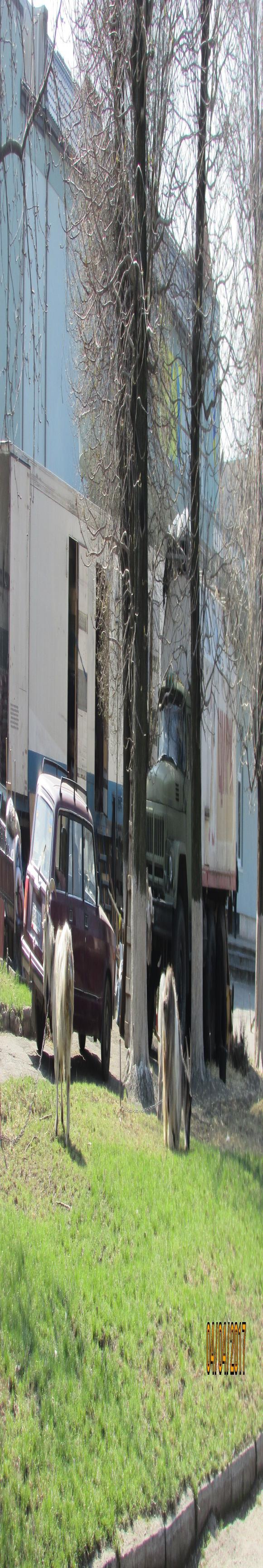 Бродячі артисти-тварини стали нашими гостями на сайті 20minut.ua Бродячі артисти-тварини стали нашими гостями, фото №1 на сайті 20minut.ua