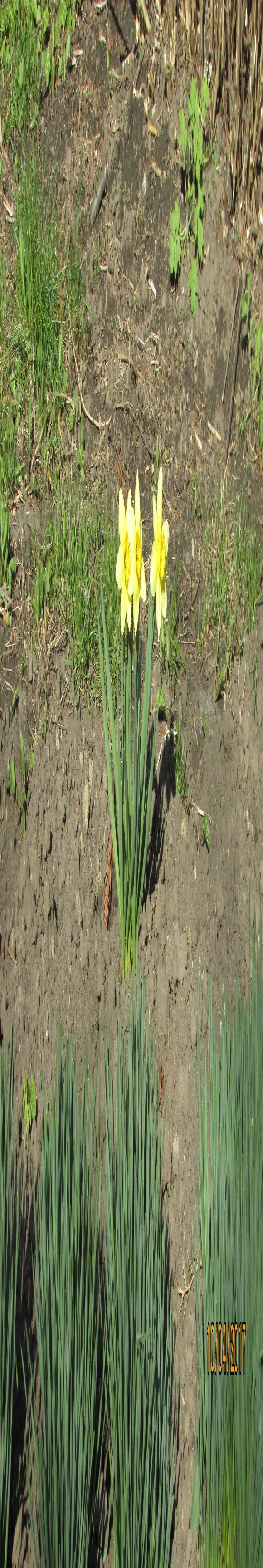 Козятин все гарнішає, фото №12 на сайті 20minut.ua