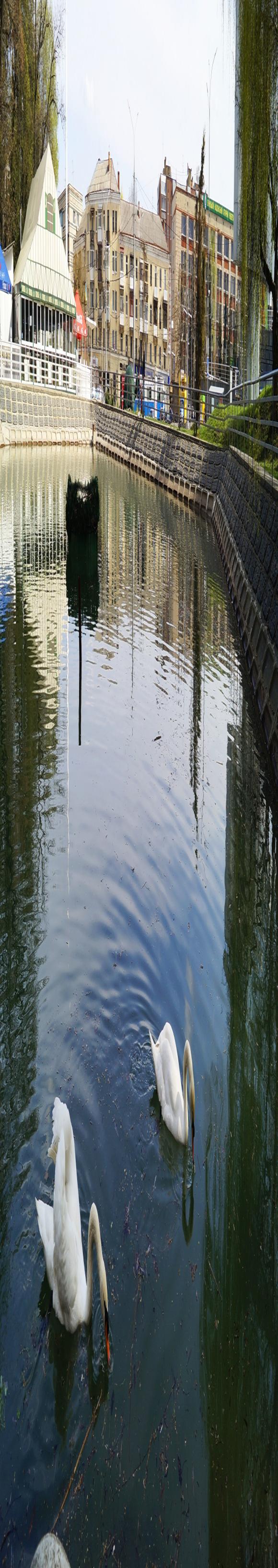 Лебеді «прилетіли»: Руслан і Людмила знов повернулись на паркове озеро, фото №2 на сайті 20minut.ua