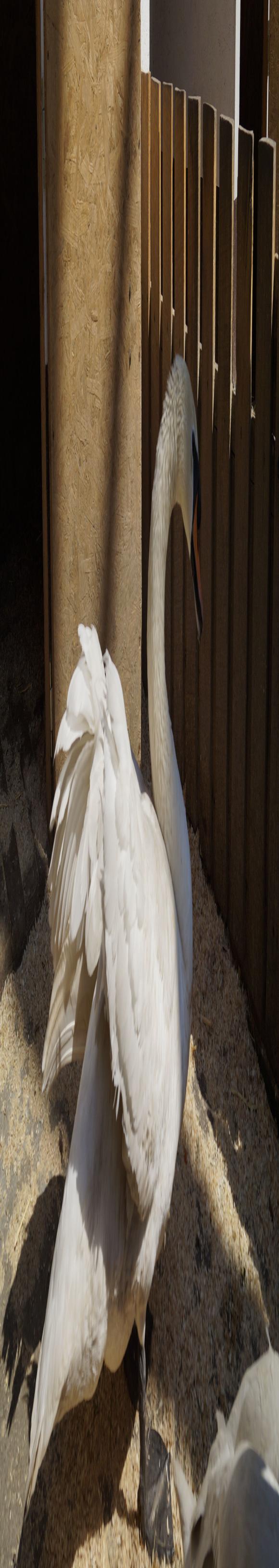 Руслану підрізали крила. Як готували лебедів, щоб випустити в паркове озеро на сайті 20minut.ua Руслану підрізали крила. Як готували лебедів, щоб випустити в паркове озеро, фото №4 на сайті 20minut.ua