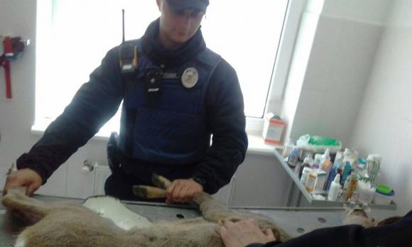 Фото дня: Копи в парку рятували косулю, фото №3 на сайті 20minut.ua