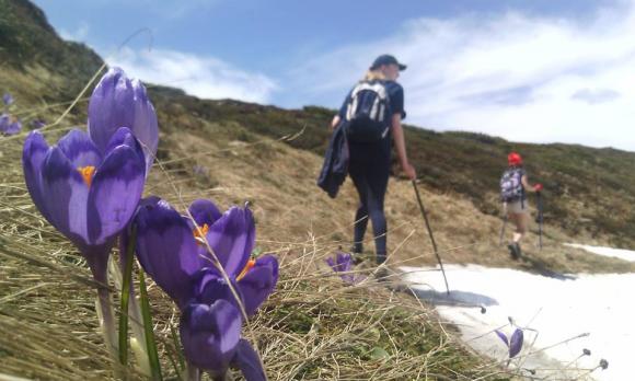 Новини Тернополя - фото з "Це квіти не для лінивих". Де можна побачити крокуси "Це квіти не для лінивих". Де можна побачити крокуси, фото №1 на сайті 20minut.ua