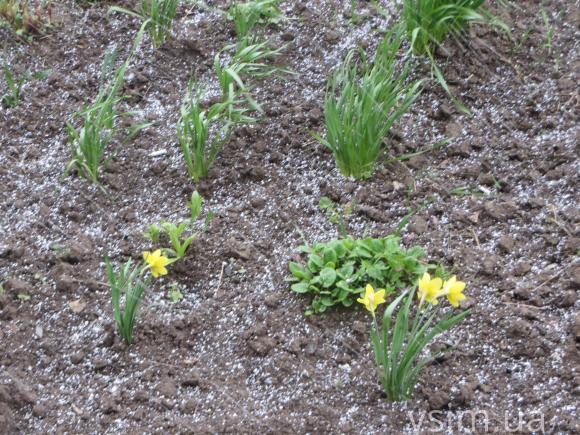 У Хмельницькому йшов сніг (ФОТО+ВІДЕО) на сайті vsim.ua У Хмельницькому йшов сніг (ФОТО+ВІДЕО), фото №1 на сайті vsim.ua