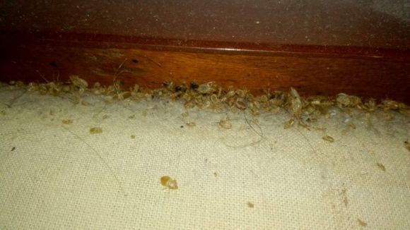 Клопи прокинулися і атакують оселі Козятинчан, фото №2 на сайті 20minut.ua