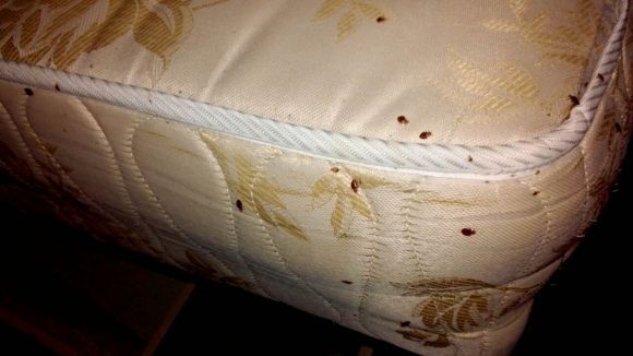 Клопи прокинулися і атакують оселі Козятинчан, фото №3 на сайті 20minut.ua