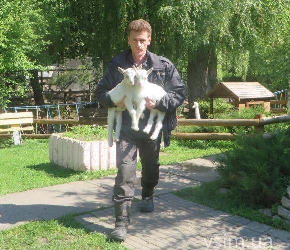 У міському зоокутку поповнення: народились ведмежа Балу та пара козенят на сайті vsim.ua У міському зоокутку поповнення: народились ведмежа Балу та пара козенят, фото №4 на сайті vsim.ua