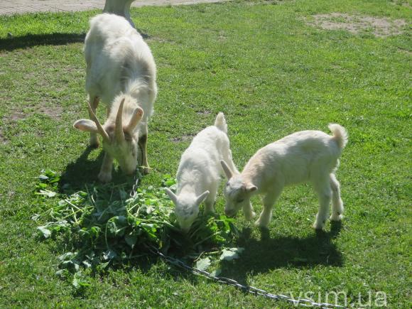 У міському зоокутку поповнення: народились ведмежа Балу та пара козенят на сайті vsim.ua У міському зоокутку поповнення: народились ведмежа Балу та пара козенят, фото №5 на сайті vsim.ua