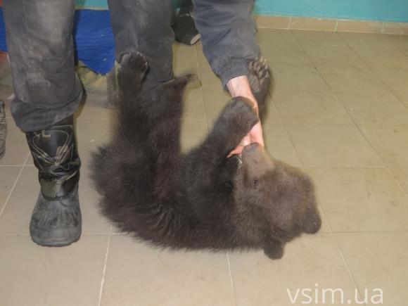 У міському зоокутку поповнення: народились ведмежа Балу та пара козенят на сайті vsim.ua У міському зоокутку поповнення: народились ведмежа Балу та пара козенят, фото №2 на сайті vsim.ua