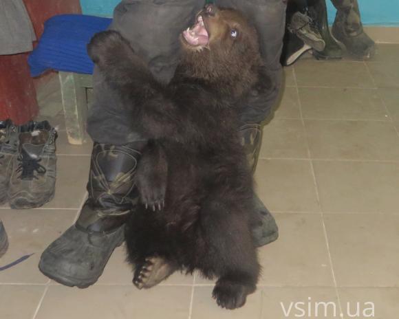 У міському зоокутку поповнення: народились ведмежа Балу та пара козенят на сайті vsim.ua У міському зоокутку поповнення: народились ведмежа Балу та пара козенят, фото №1 на сайті vsim.ua