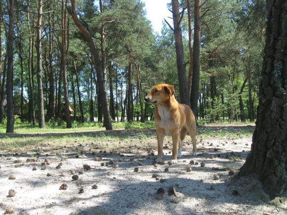 До Скадовську чи Бакоти - що радять тернопільські бувалі відпочивальники, фото №5 на сайті 20minut.ua
