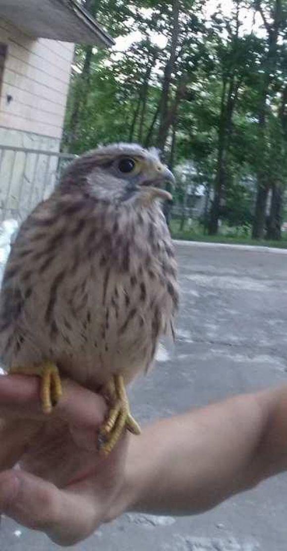 У тернополянки вдома оселилася соколиця Оксана на сайті 20minut.ua У тернополянки вдома оселилася соколиця Оксана, фото №3 на сайті 20minut.ua