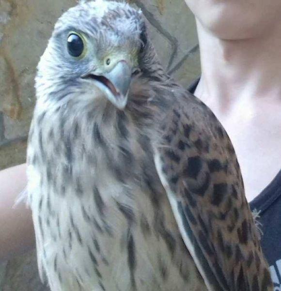 У тернополянки вдома оселилася соколиця Оксана на сайті 20minut.ua У тернополянки вдома оселилася соколиця Оксана, фото №2 на сайті 20minut.ua