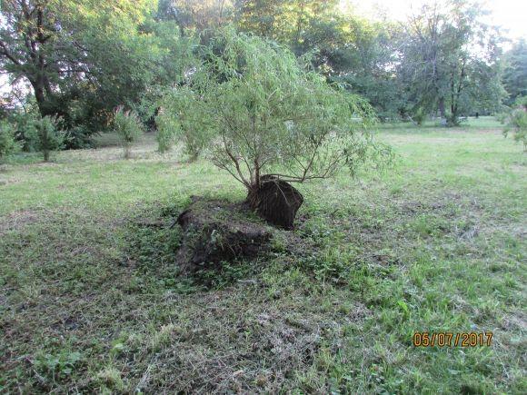 Десь зрізають живе, а гниле прибрати нікому, фото №9 на сайті 20minut.ua