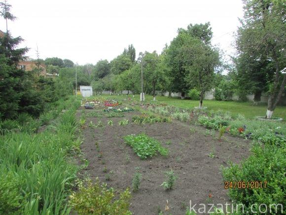 Десь зрізають живе, а гниле прибрати нікому, фото №17 на сайті 20minut.ua