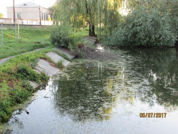 Десь зрізають живе, а гниле прибрати нікому, фото №3 на сайті 20minut.ua