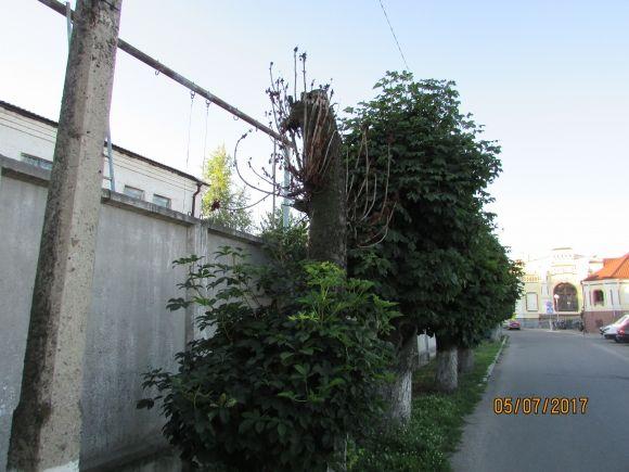 Десь зрізають живе, а гниле прибрати нікому, фото №13 на сайті 20minut.ua