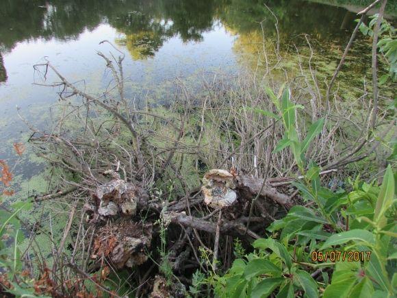 Десь зрізають живе, а гниле прибрати нікому, фото №2 на сайті 20minut.ua