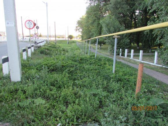 Десь зрізають живе, а гниле прибрати нікому, фото №12 на сайті 20minut.ua