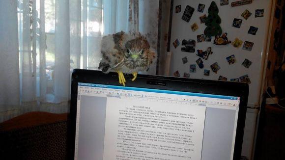 У тернополянки вдома оселилася соколиця Оксана на сайті 20minut.ua У тернополянки вдома оселилася соколиця Оксана, фото №1 на сайті 20minut.ua