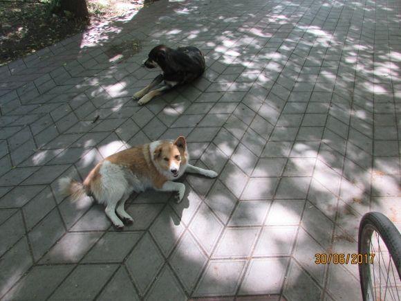 Десь зрізають живе, а гниле прибрати нікому, фото №22 на сайті 20minut.ua