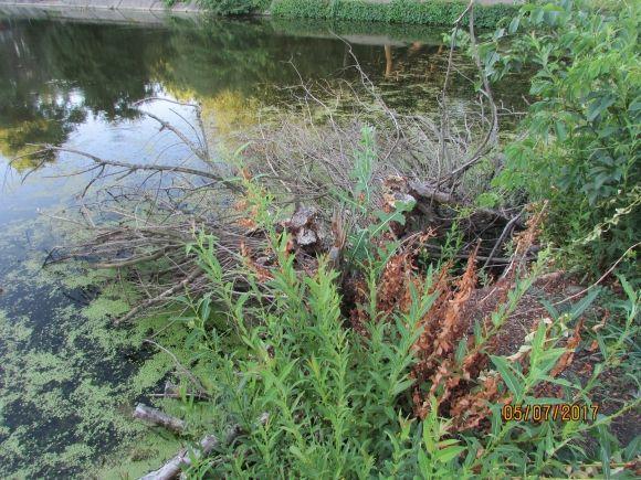 Десь зрізають живе, а гниле прибрати нікому, фото №1 на сайті 20minut.ua