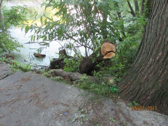 Десь зрізають живе, а гниле прибрати нікому, фото №6 на сайті 20minut.ua