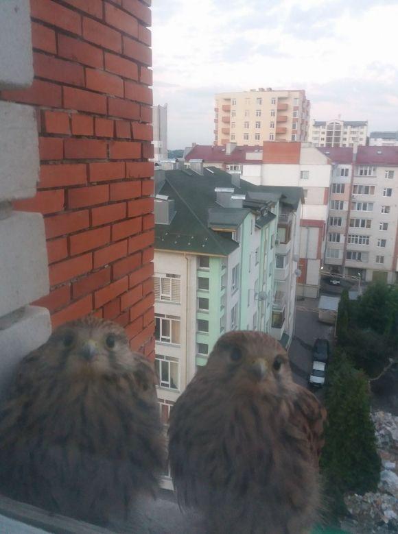 У тернополянки вдома оселилася соколиця Оксана на сайті 20minut.ua У тернополянки вдома оселилася соколиця Оксана, фото №4 на сайті 20minut.ua