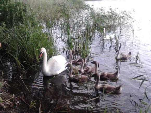 Налякані лебеді залишили водойму на сайті 20minut.ua Налякані лебеді залишили водойму, фото №1 на сайті 20minut.ua