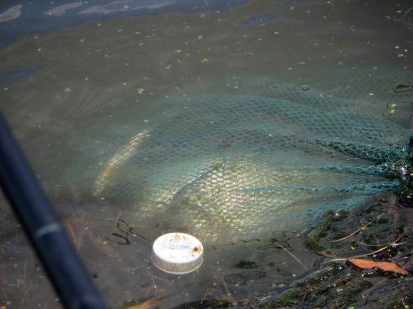 За вудочку і на Буг. День рибалки святкували біля річки на сайті vsim.ua За вудочку і на Буг. День рибалки святкували біля річки, фото №3 на сайті vsim.ua