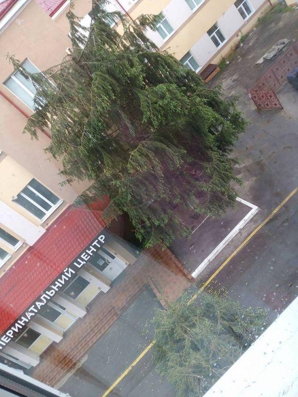Біля перинатального центру блискавка зламала дерево на сайті 20minut.ua Біля перинатального центру блискавка зламала дерево, фото №1 на сайті 20minut.ua