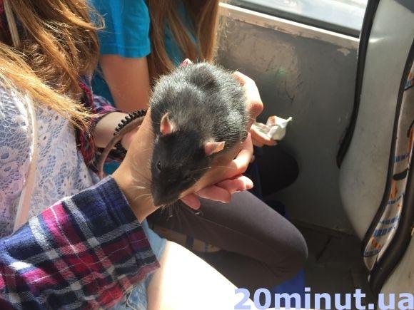 В тернопільських маршрутках катається щур Джеррі, фото №1 на сайті 20minut.ua