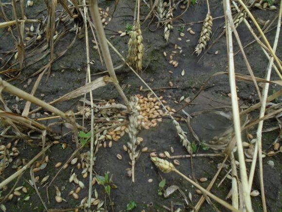 На Хмельниччині негода повалила дерева і порвала дроти, фото №2 на сайті vsim.ua