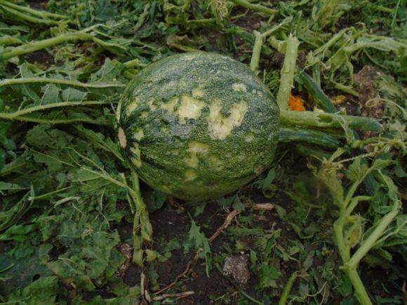 На Хмельниччині негода повалила дерева і порвала дроти, фото №3 на сайті vsim.ua