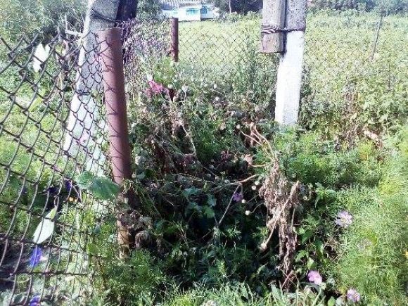 "Думав, що це просто квіти": у Шепетівському районі чоловік насадив 300 кущів маку на сайті vsim.ua "Думав, що це просто квіти": у Шепетівському районі чоловік насадив 300 кущів маку, фото №1 на сайті vsim.ua