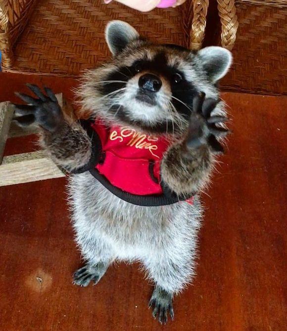 У Білій живе єнот Семен, за яким в Instagrami  спостерігає більше 2000 підписників, фото №1 на сайті 20minut.ua